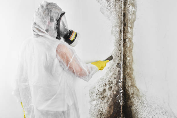 Best Mold Testing  in Iron River, MI