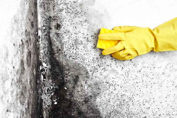 Best Mold Removal Company Near Me  in Iron River, MI