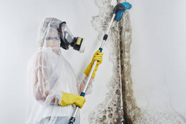 Best Mold Testing  in Iron River, MI