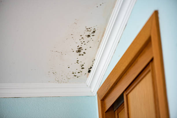 Best Attic Mold Removal  in Iron River, MI