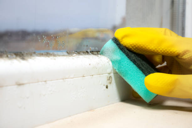 Best Affordable Mold Removal  in Iron River, MI