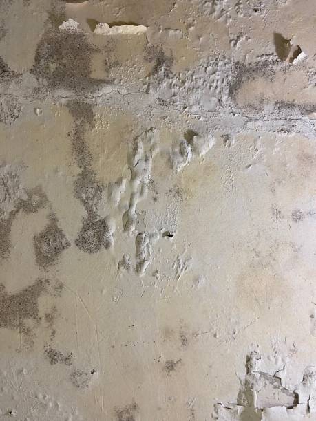 Best Emergency Mold Removal  in Iron River, MI