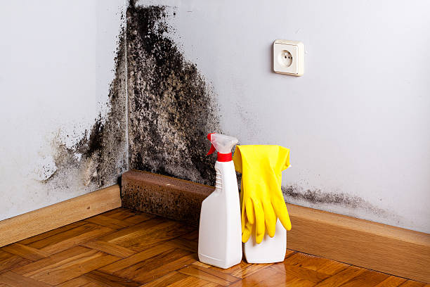 Best Office Mold Removal Services  in Iron River, MI