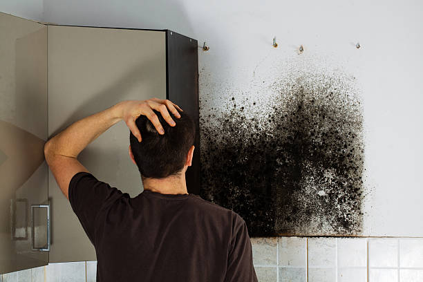 Best Residential Mold Removal  in Iron River, MI