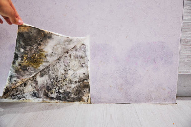 Best Mold Remediation  in Iron River, MI